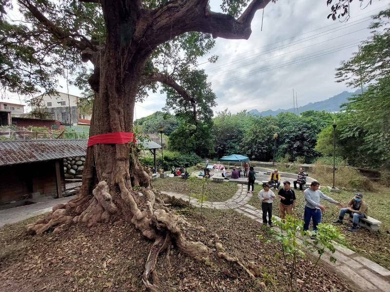 300年茄苳樹助人躲空襲保命 鄉親回饋守護老樹健康